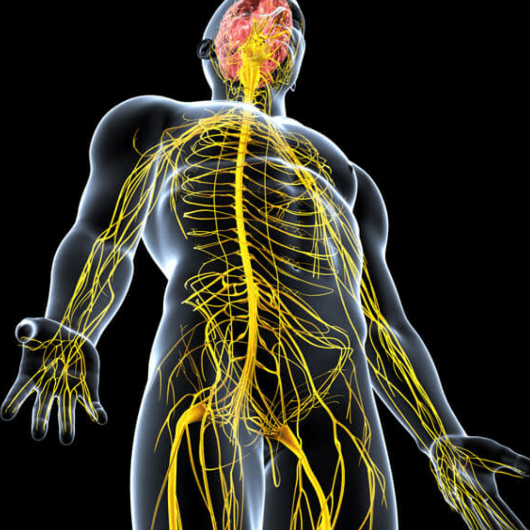 Nervous System